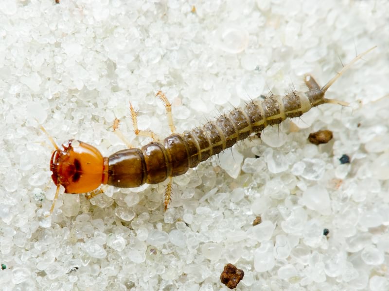 Dytiscidae Leach, 1815